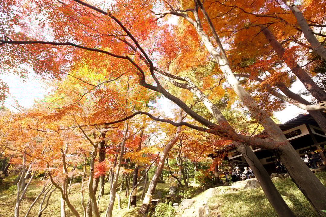 19最新情報 10個東京近郊楓葉絶景 日本東京賞楓之旅推介 後篇
