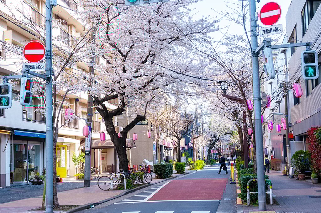 cf_musasikoyama3_sakura