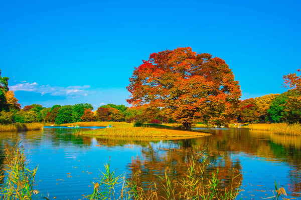 B-TA-C07-NO5-showa-02