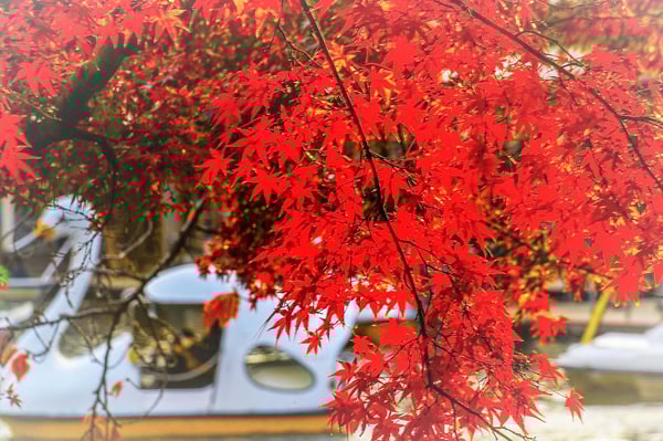 B-TA-C07-NO7-inokashira-02