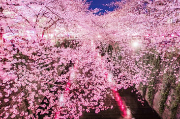 sakura-meguro-02