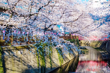 sakura-meguro-04