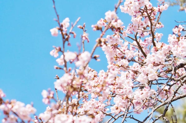 sakura-shinjuku-03