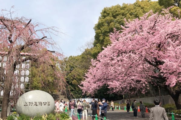 sakura-uenopark-02