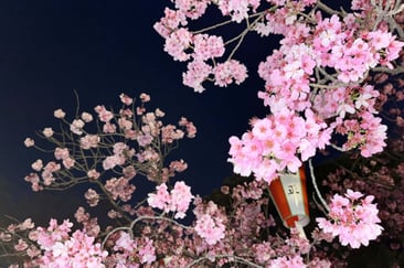 sakura-uenopark-03